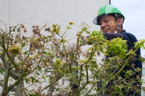 庭の紅葉（もみじ）が大暴れ！ カインズの「庭木剪定サービス」に救われた話