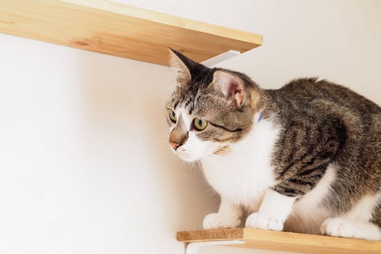 キャットウォークやくつろぎスペースの設計