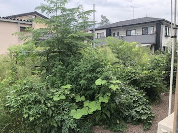 栃木県のお客様の庭木の剪定工事　具体的な工事内容3