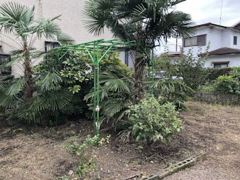 栃木県のお客様の庭木の剪定工事　具体的な工事内容5