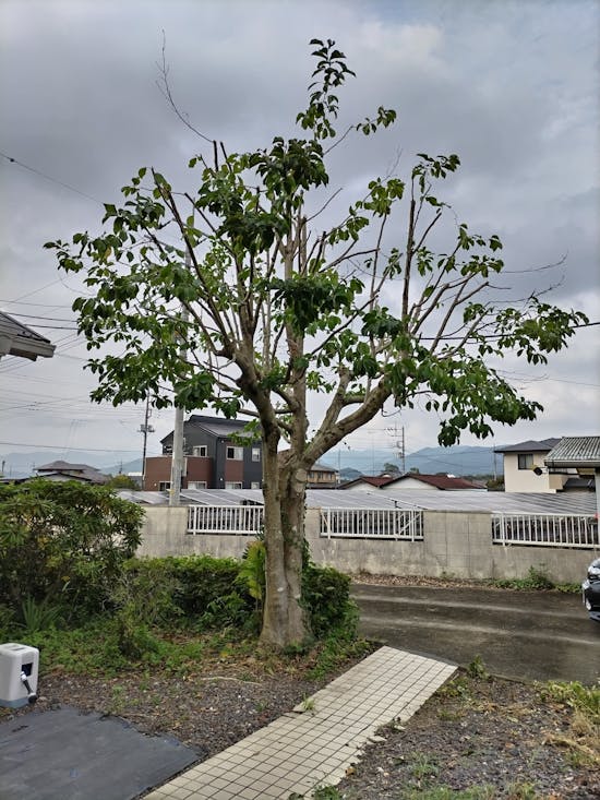 工事後　群馬県のお客様の庭木剪定