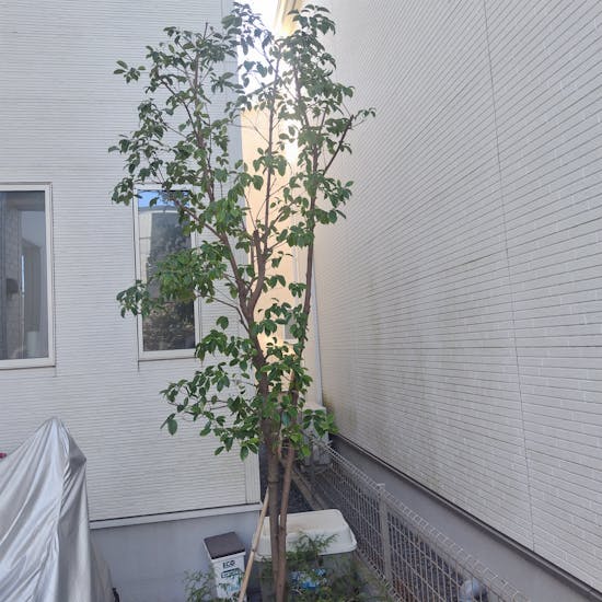 工事後　新座市のお客様の庭木の剪定