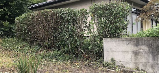 工事後 足利市のお客様の庭木の剪定工事