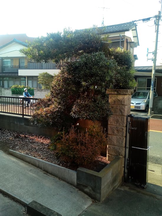 工事後　久喜市のお客様の庭木の剪定工事