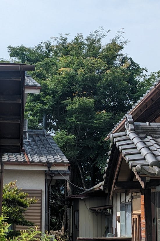 工事前 高崎市のお客様の植栽の伐採